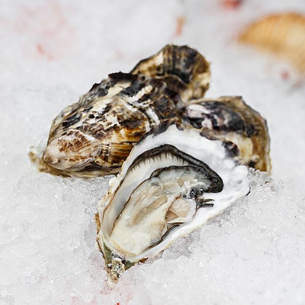 Устрица Черноморская