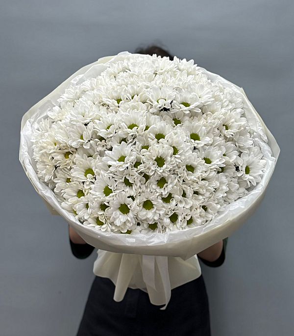 15 хризантем сорта ромашка в оформление