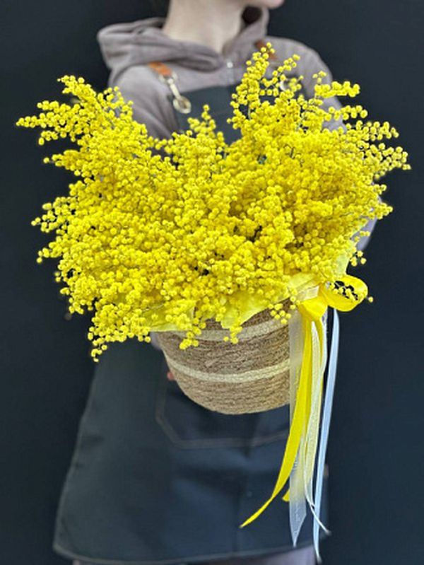 Солнечное кашпо с мимозой