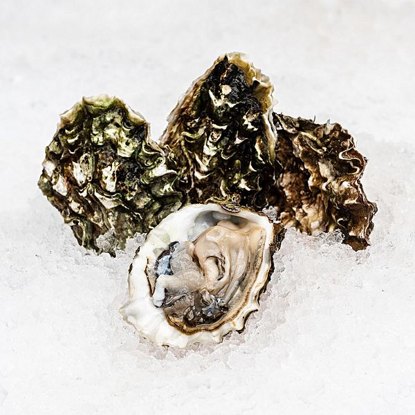 Устрица Дальневосточная